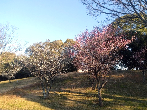散歩コースの岸和田市中央公園の梅の木。1月２７日ですがもう咲き始めています。